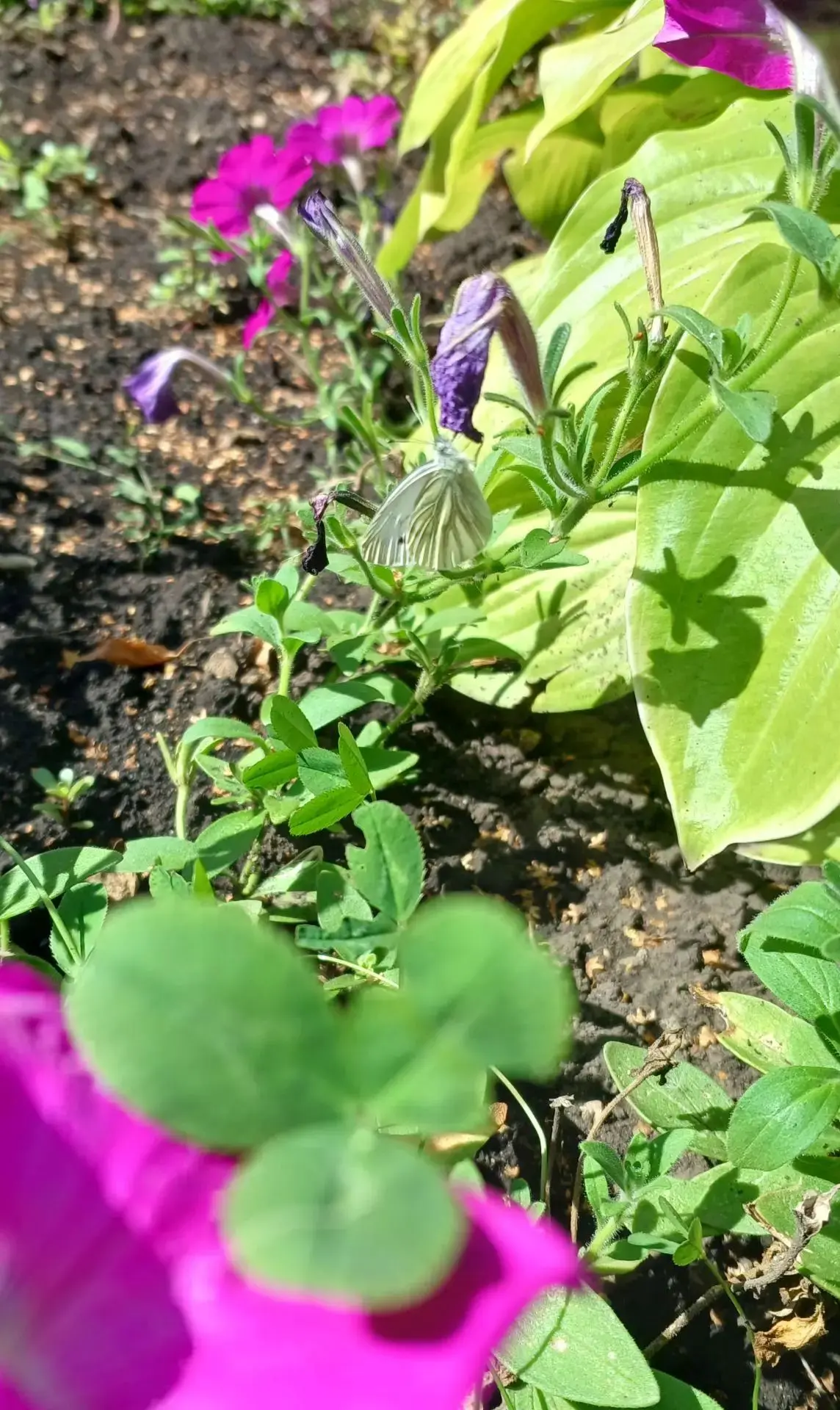 🦋 Волшебная гостья на нашей полянке! 🦋
