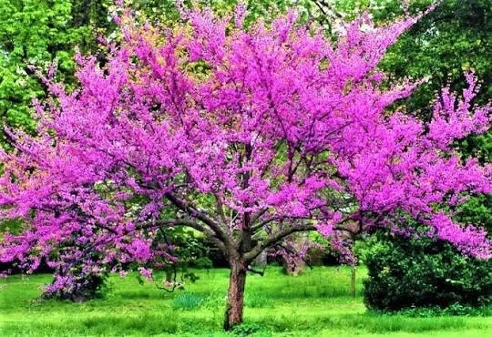 🌸 В Мелитополе в разгаре цветение багрянника европейского — так называемого «Иудина дерева».  Яркие 