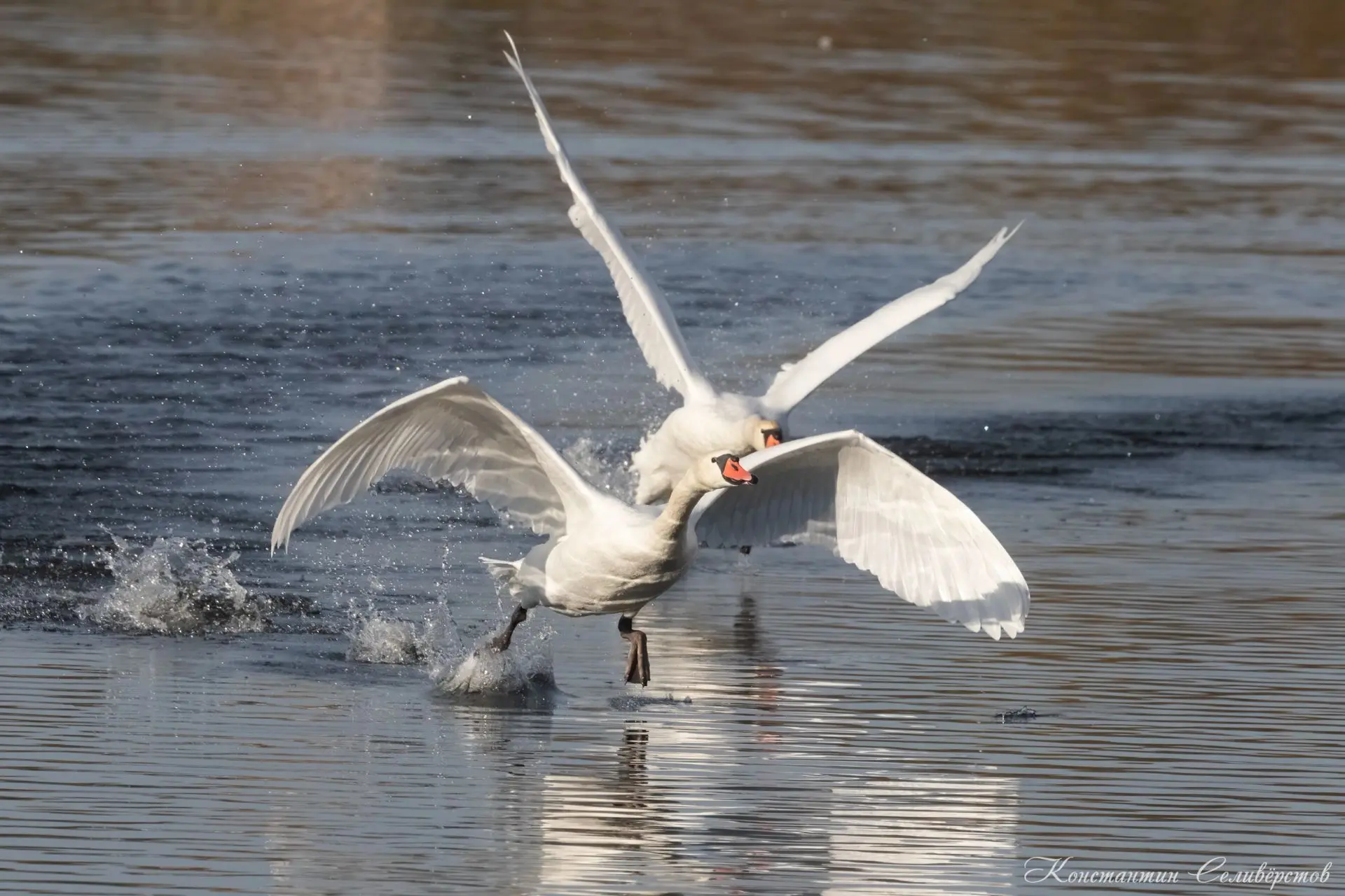 Лебеди шипуны🦢