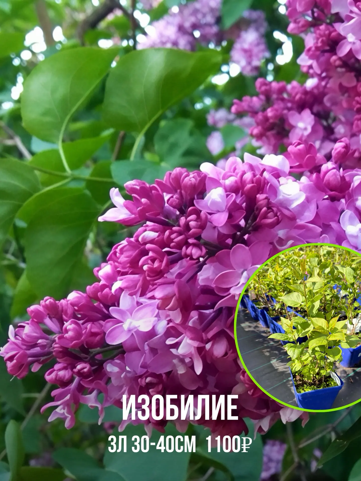 Сирень- душа русского сада! Подмосковные усадьбы, букеты на 9 мая- все это зашито в наши воспоминани