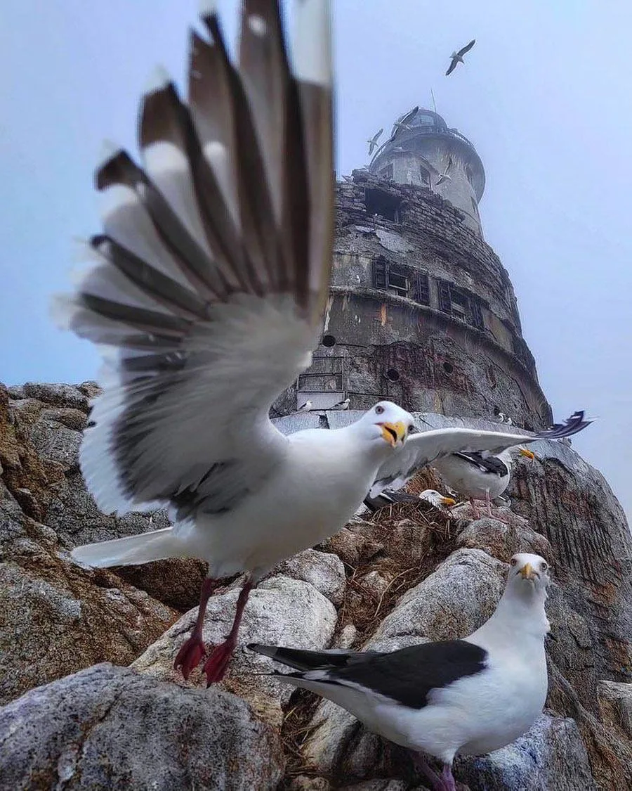 😄 Эта чайка научит вас как надо правильно фотографироваться на фоне маяка Анива  🗺️: 46.019352, 143.