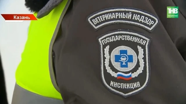 😱Казан шәһәрендә котыру чиренең беренче очрагы ачыкланган