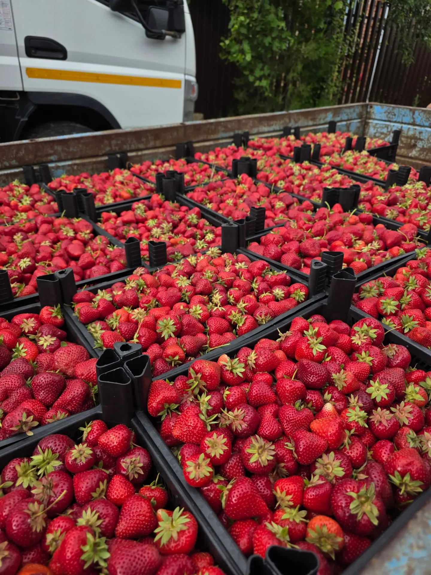 В наличии 🍓 🍓 🍓 🍓 
Ясная 60.
89181274802