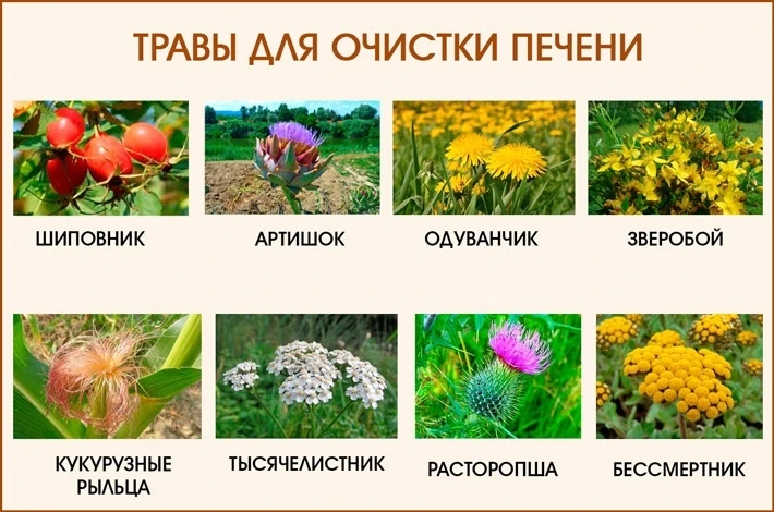 👍👍👍 Лyчшие　травы　дʌя　печени! 👍👍👍