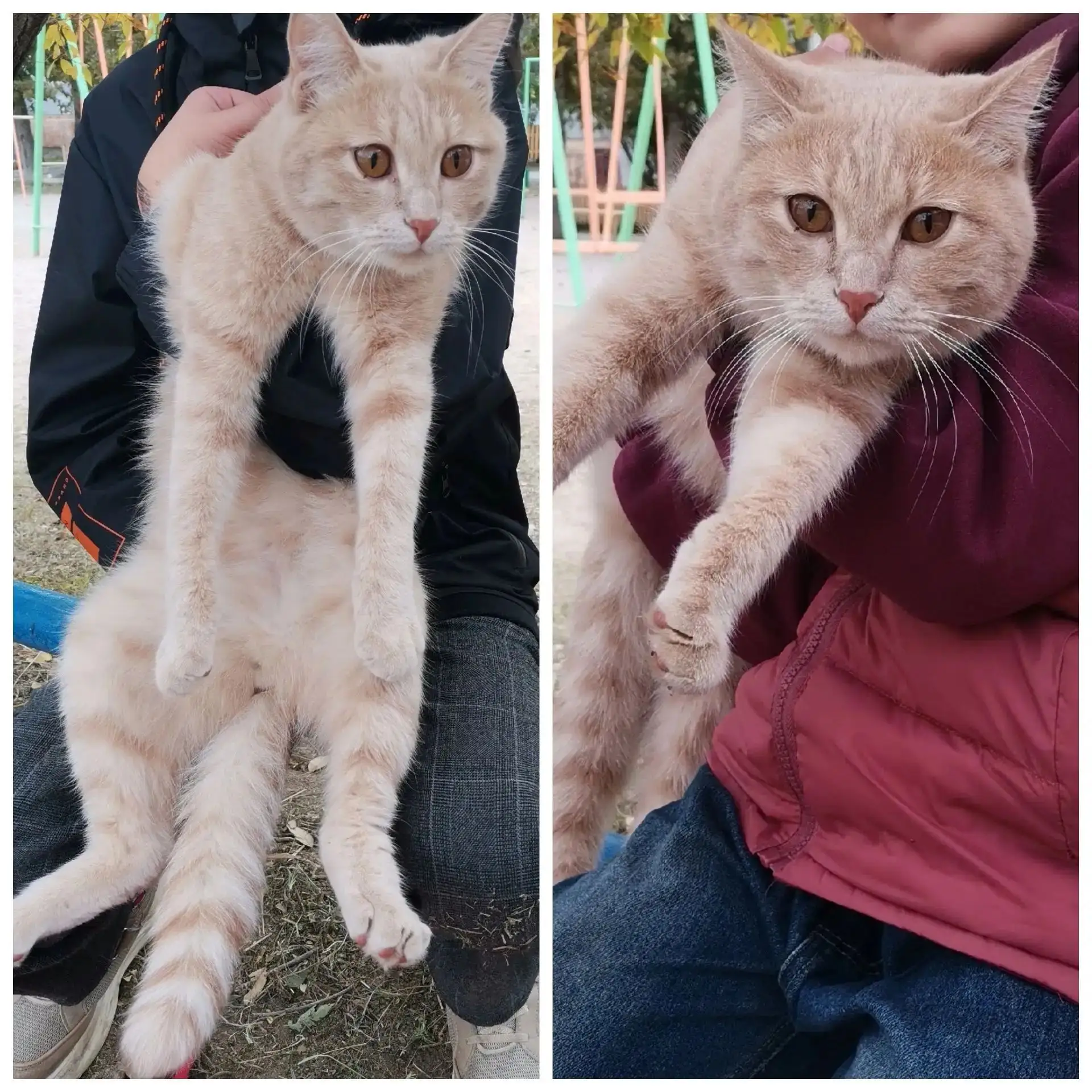 СРОЧНО!!!! красивейший КОТ невероятный персиковый окрас😍 очень умный парень в самые до...