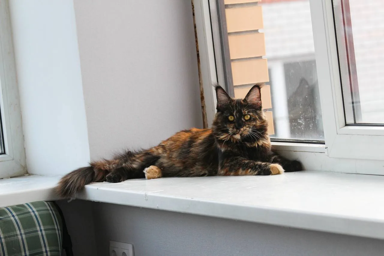🐾 #КотоЗдоровье: Готовимся к осени: вакцинация, паразиты, витамины — что обязательно с...