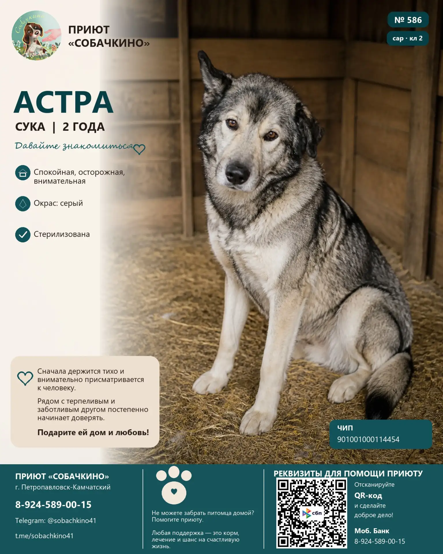 Астра ищет дом. ❤️