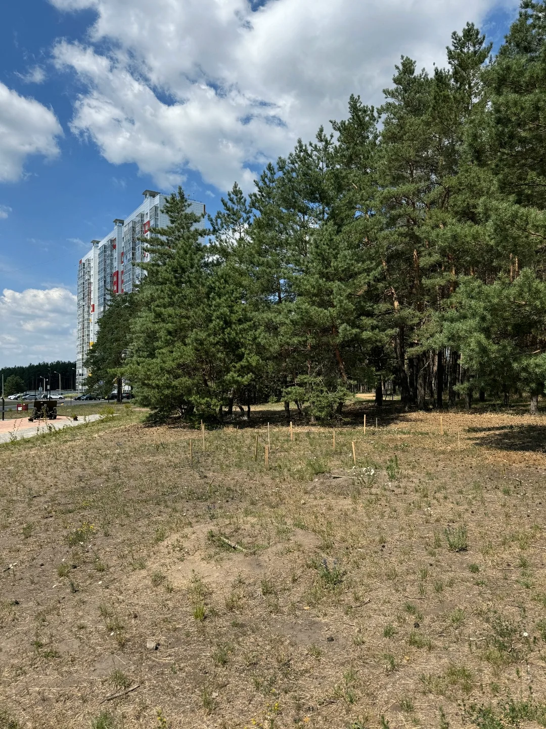 🌳 Жители Нововоронежа пожаловались на судьбу новых деревьев в Сквере Победы.