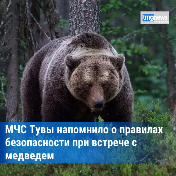 ⚡️МЧС: в Туве участились случаи выхода медведей к людям