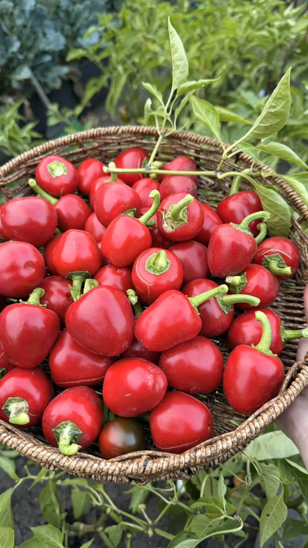 Сладенький мини перчик поспел, буду готовить вкусную закуску с сыром, горячим маслом и ...