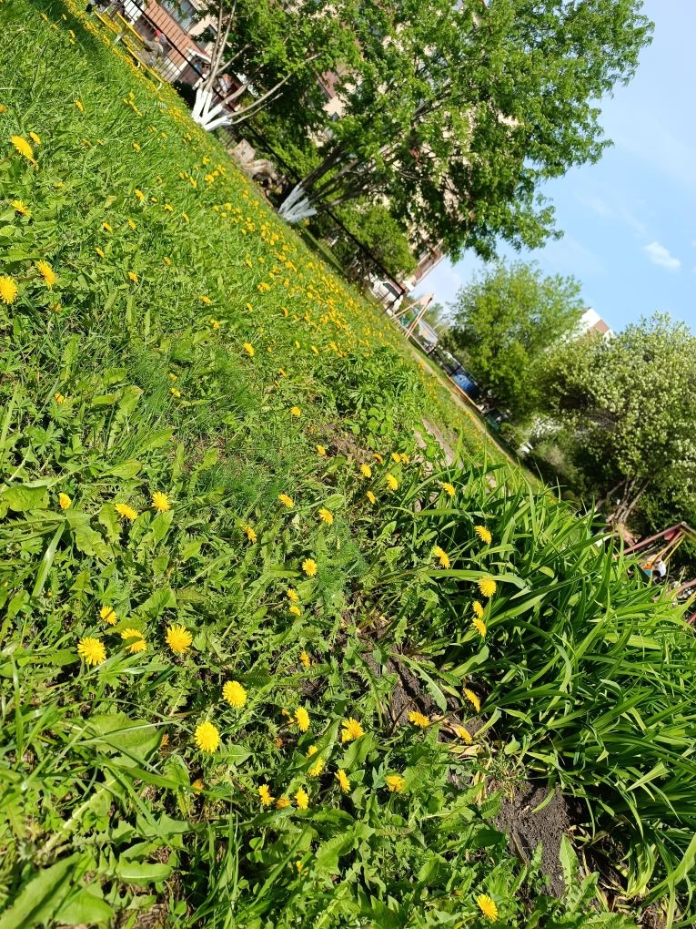 🌱 Как майские прогулки развивают ребёнка. 🌸