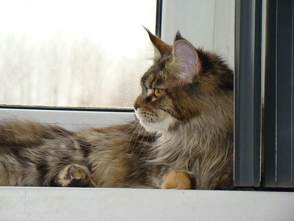 🐈‍⬛ Кот запер хозяйку на балконе в Новосибирске