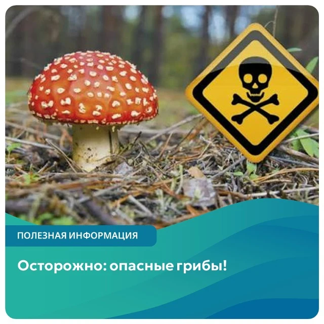 🚨 Внимание, родители и учащиеся! Важная информация по безопасности!

Чем опасны ядовитые грибы?
- Т