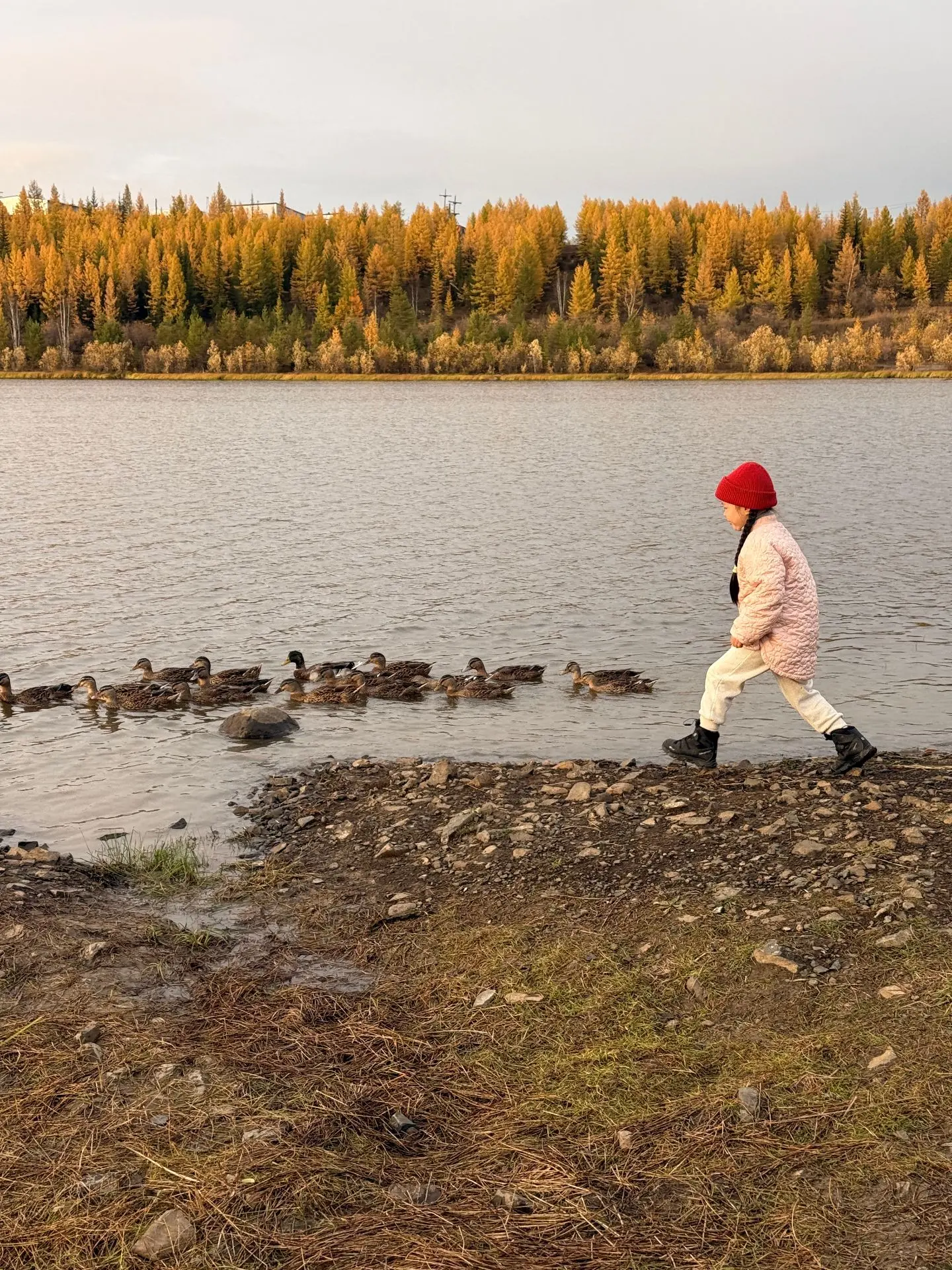 Кря! Кря! Кря! 🦆