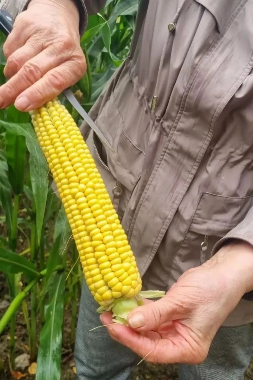 🌽 Вот такая царица полей уродилась в этом году в Корткеросском районе.