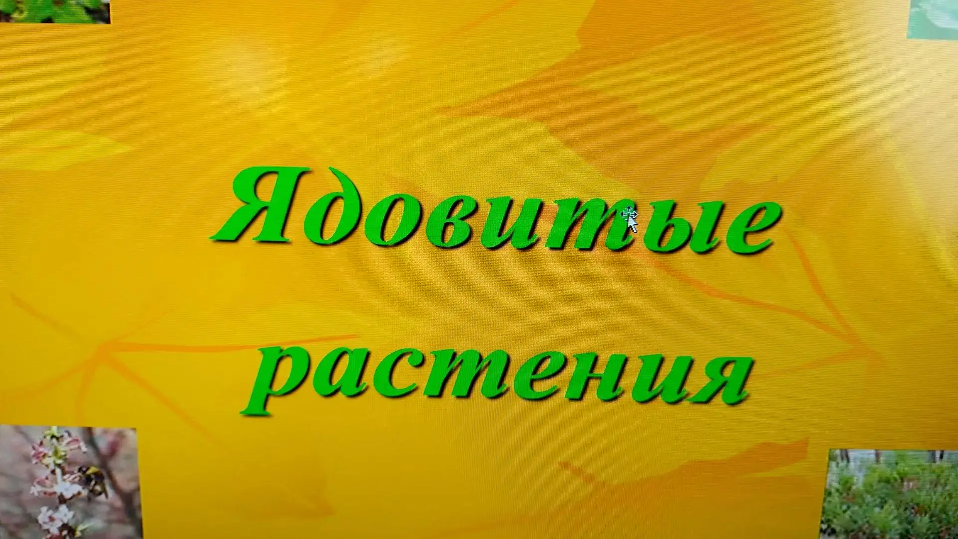 Поговорили с детьми  об опасных ядовитых растениях. И как уберечь себя  от неприятностей.🌱