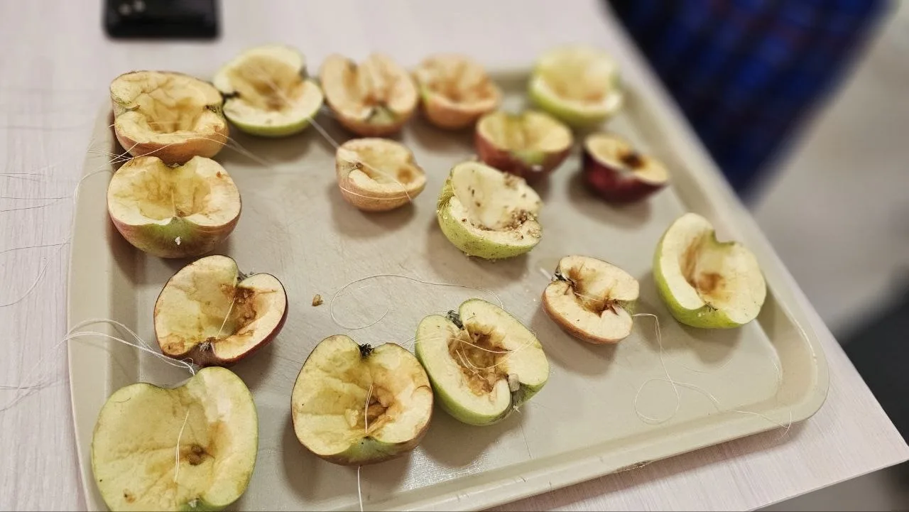 🐦 Акция «Птичья столовая» 🥜