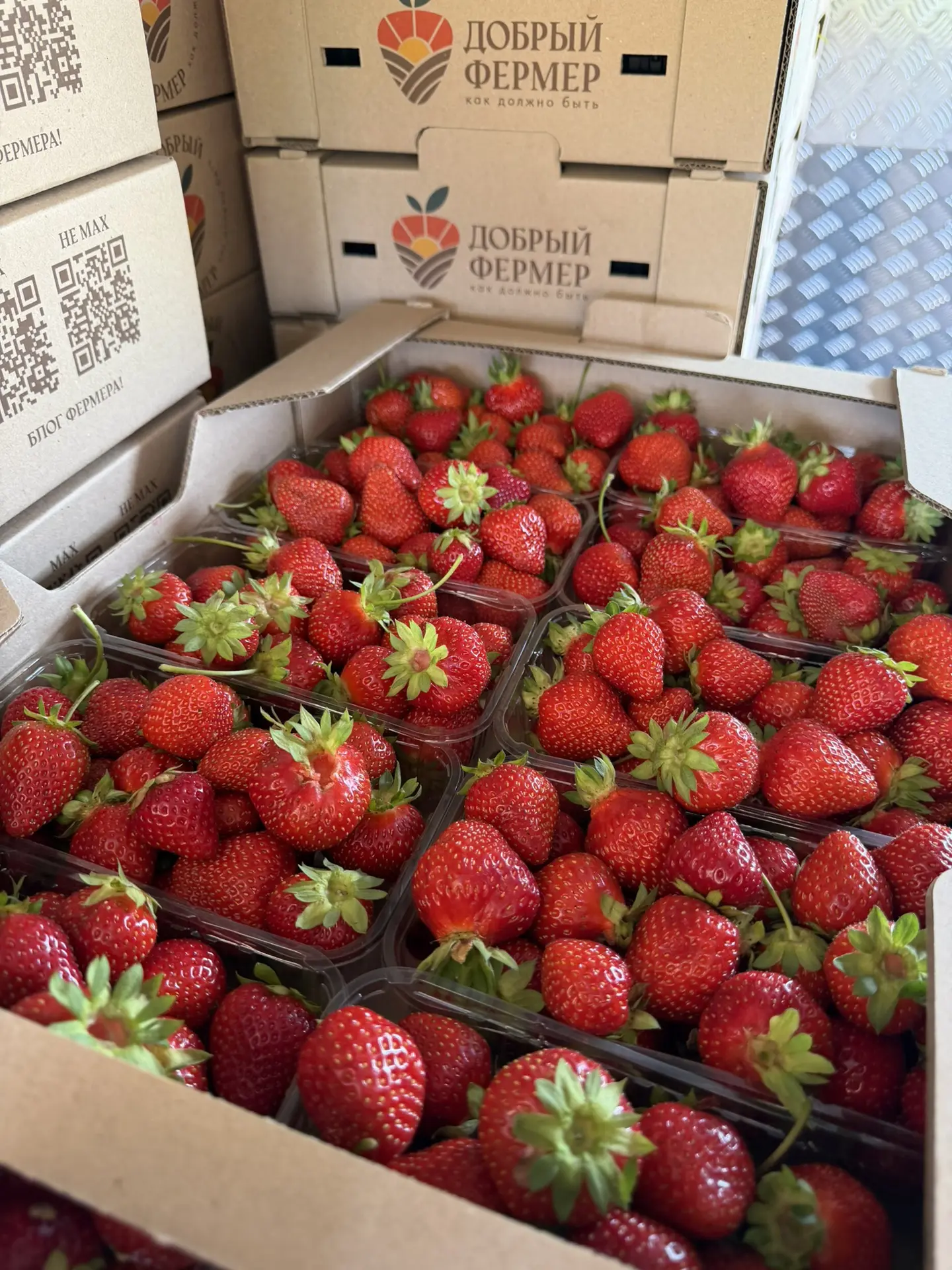 🍓СБОР 06 АВГУСТА🍓