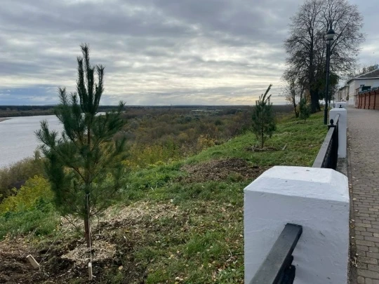 🌳 Набережная Грина станет зеленее: там высадят 25 саженцев
