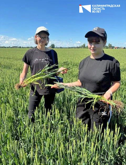 📝🌱 Студенты Калининградского филиала СПбГАУ исследовали состояние растений и почвы в ...