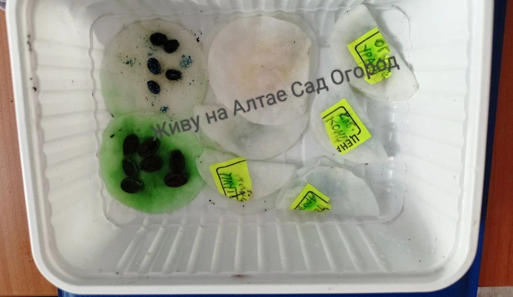 Погода у нас ужасная, холодина, снег, а то и с дождём.