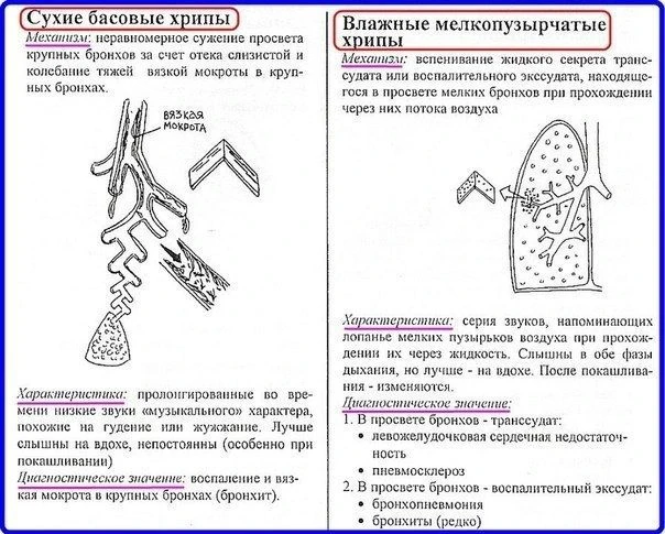 Аускультация легких