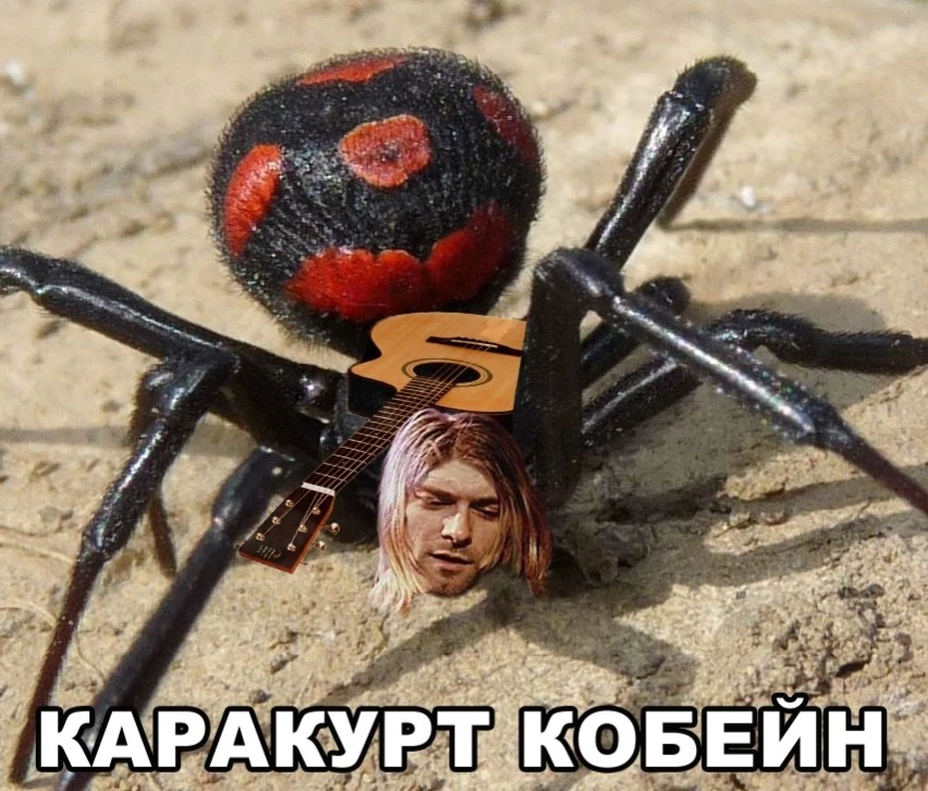 Беда пришла откуда не ждали: из-за смещения среды обитания паука-каракурта, которого та...