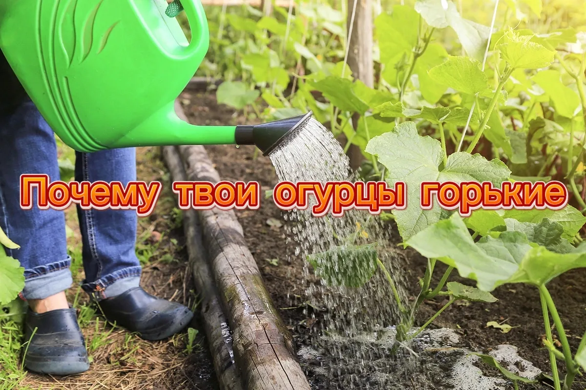 🥒 ОГУРЦЫ: ТЫ ПОЛИВАЕШЬ ИХ КАЖДЫЙ ДЕНЬ. И ДЕЛАЕШЬ ИХ ГОРЬКИМИ. ПЕРЕСТАНЬ НЕМЕДЛЕННО