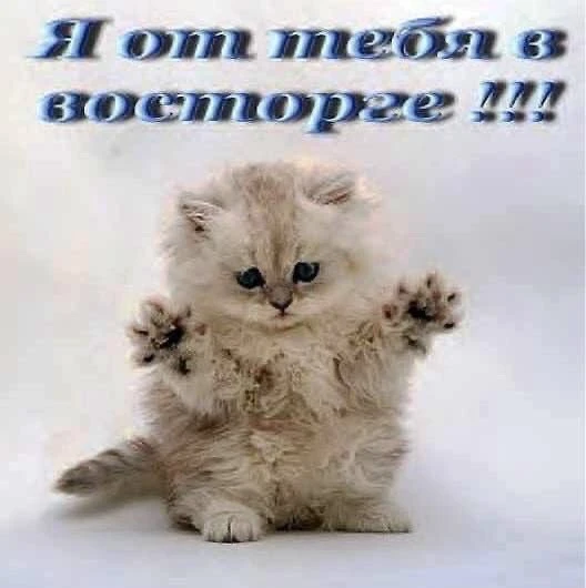 Я: присылаю лп кружочек в образе бомжа