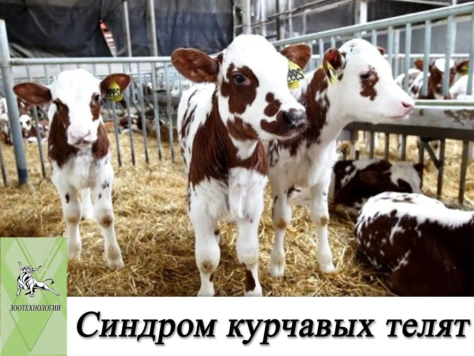 ⁉️ Синдром курчавых телят у айрширских коров: что нужно знать заводчикам