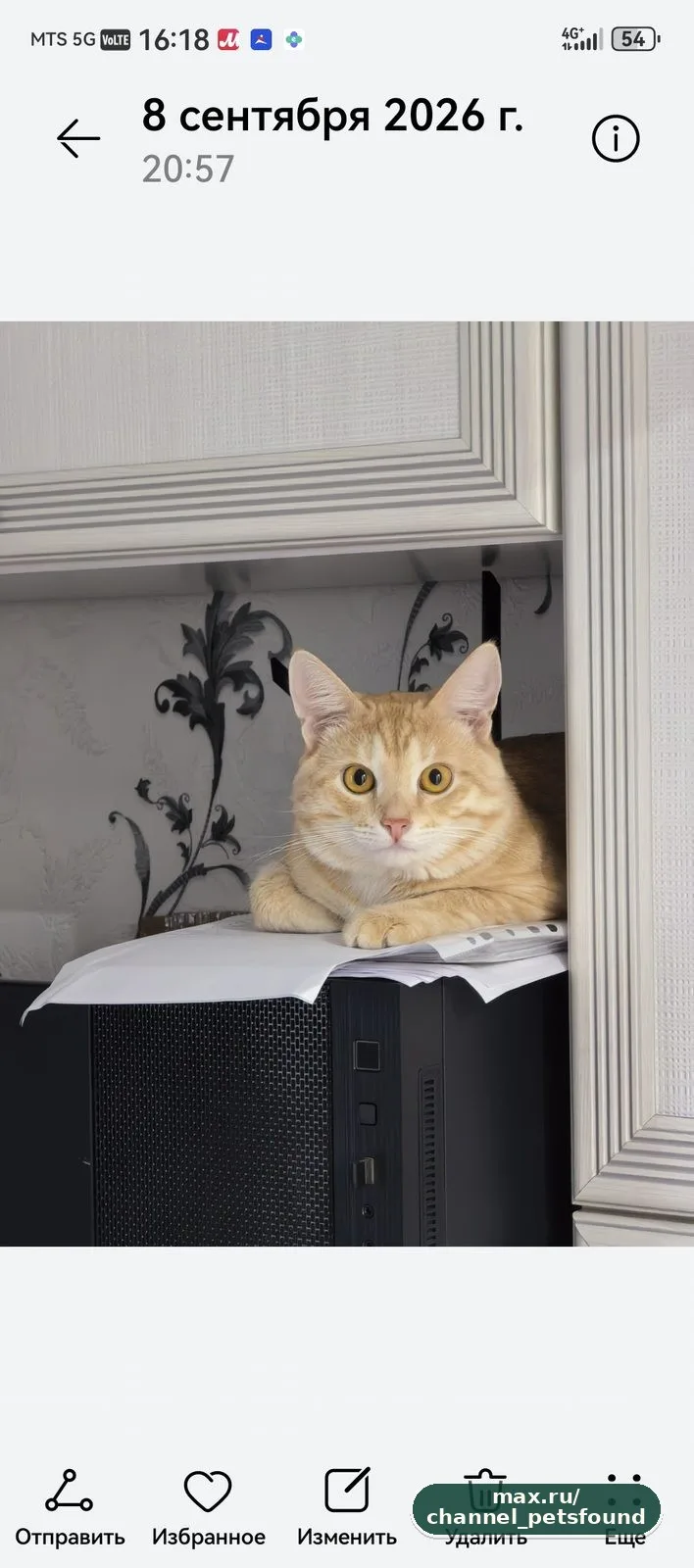 🐾 Пропал питомец — Астрахань