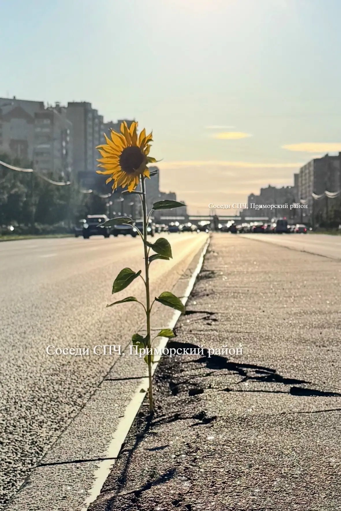 🌻 Когда жизнь пробивается даже через асфальт!

Милый подсолнух на разделительной полосе Богатырск