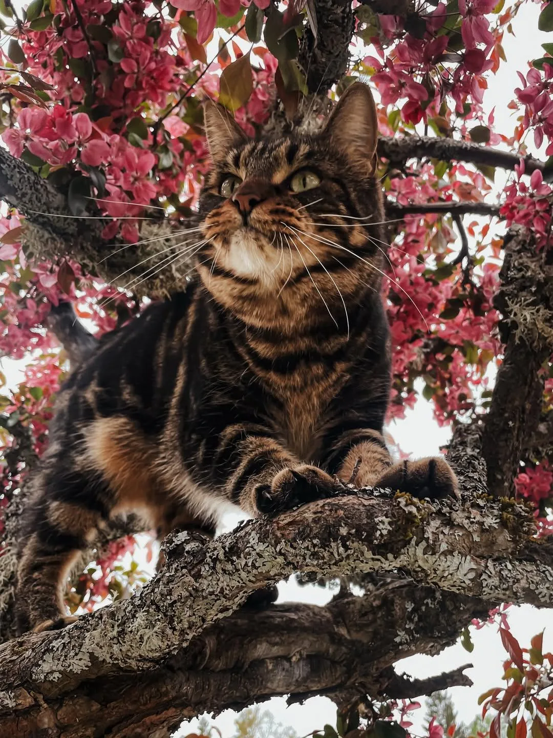 Приветик, а где твои усы? У меня вооооон какие 😼