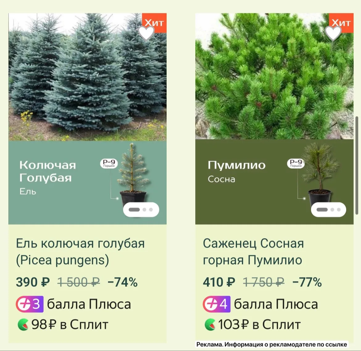🌲Большая распродажа саженцев туй и хвойных деревьев