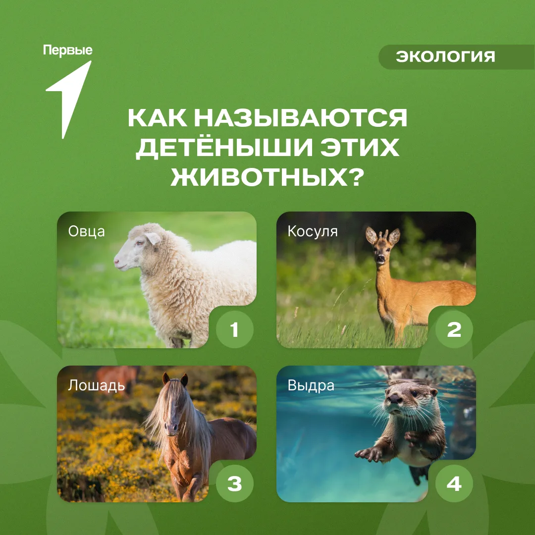 Разбираешься в зоологии? Тогда этот пост для тебя!