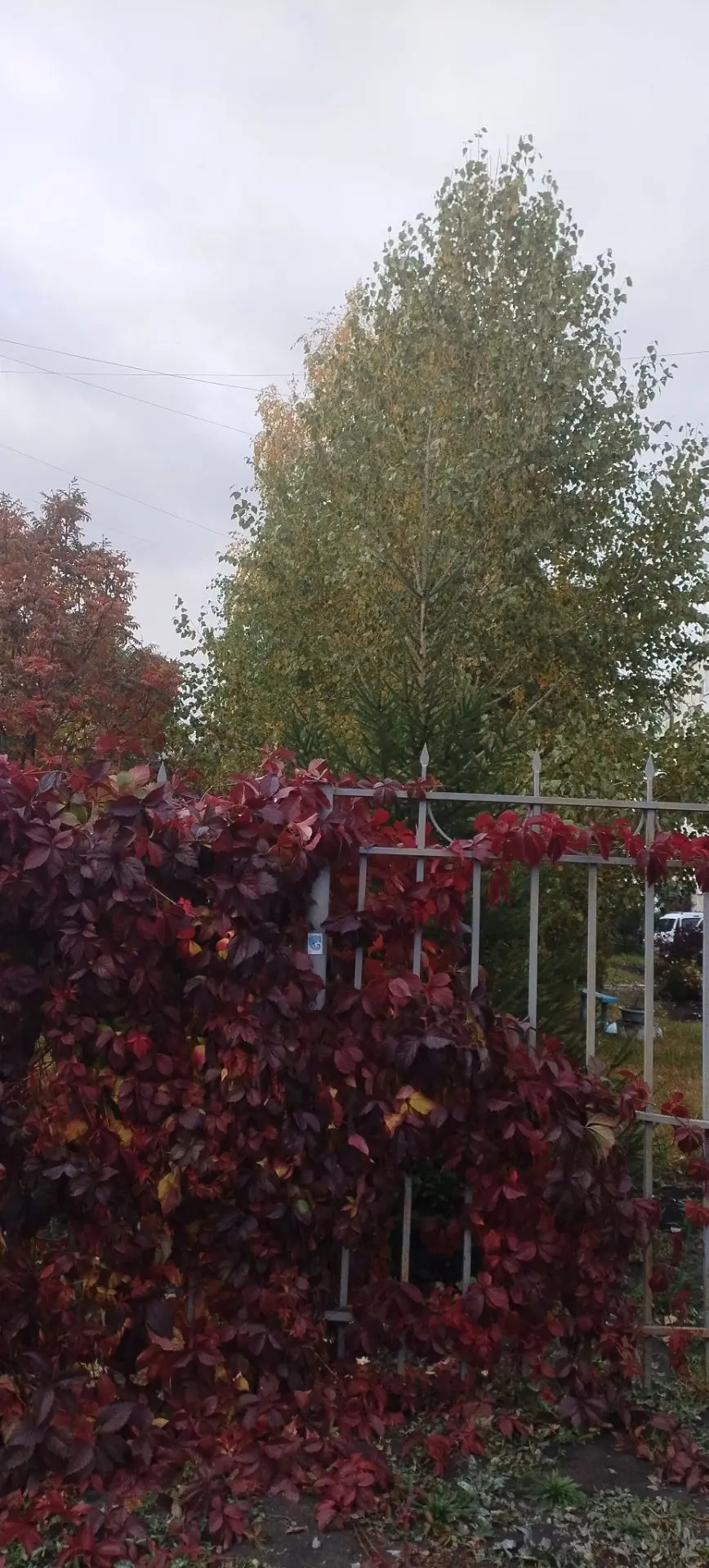Пока жду Есению с занятий, любуюсь осенними 🍂 красками природы 🍁