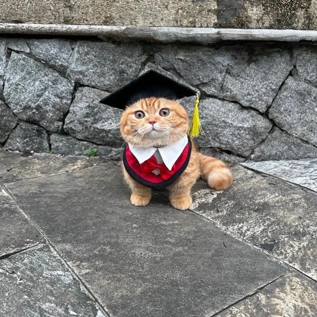 Кот ученый🤓

Смешные котики
