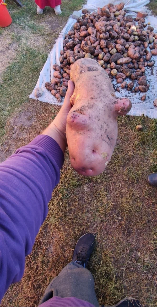 🍅 "Мега"-помидор и картошка-сердечко: барнаульцы поделились кадрами необычного урожая