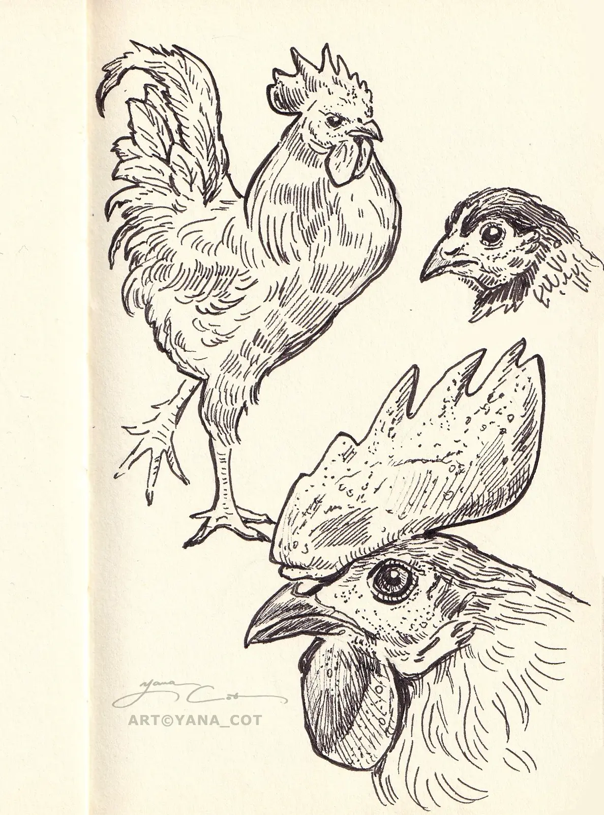 Продолжаю рисовать птичек🐓
