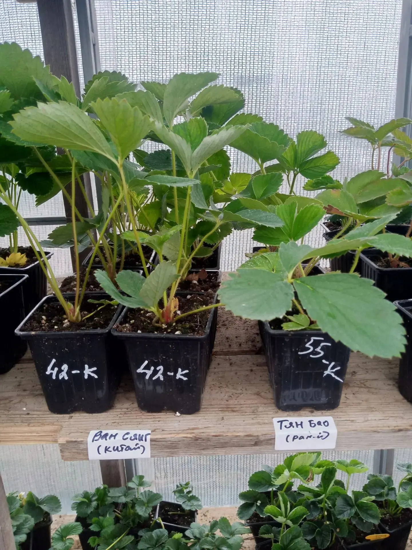 🔥 В пункте выдачи супер эксклюзивные сорта 🌱