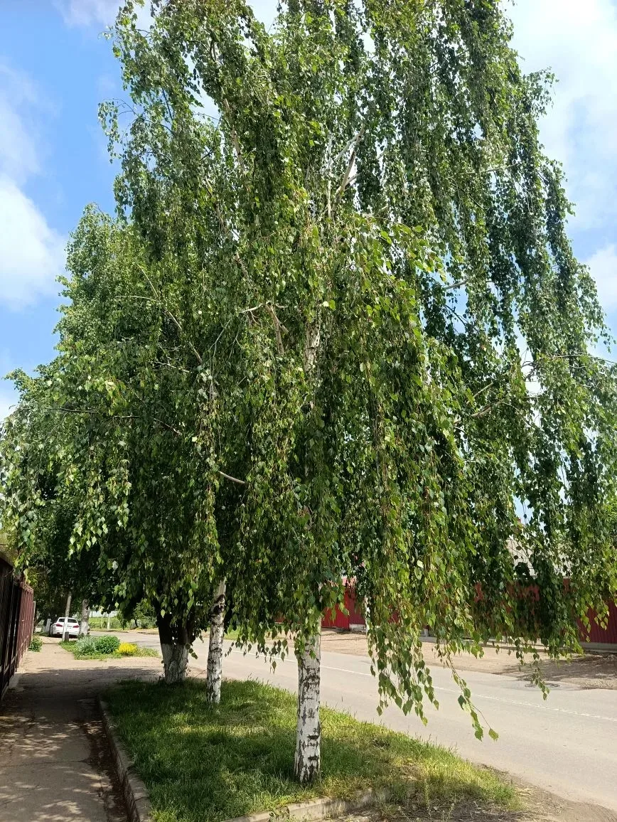 На кубанских улицах - весна!  Доброе утро!   Сегодня  +19..+21⛅️, возможен дождь ☔️.   Хорошего дня!
