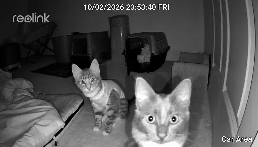 А вот и кадры с ночного тыгыдыка 😺😺