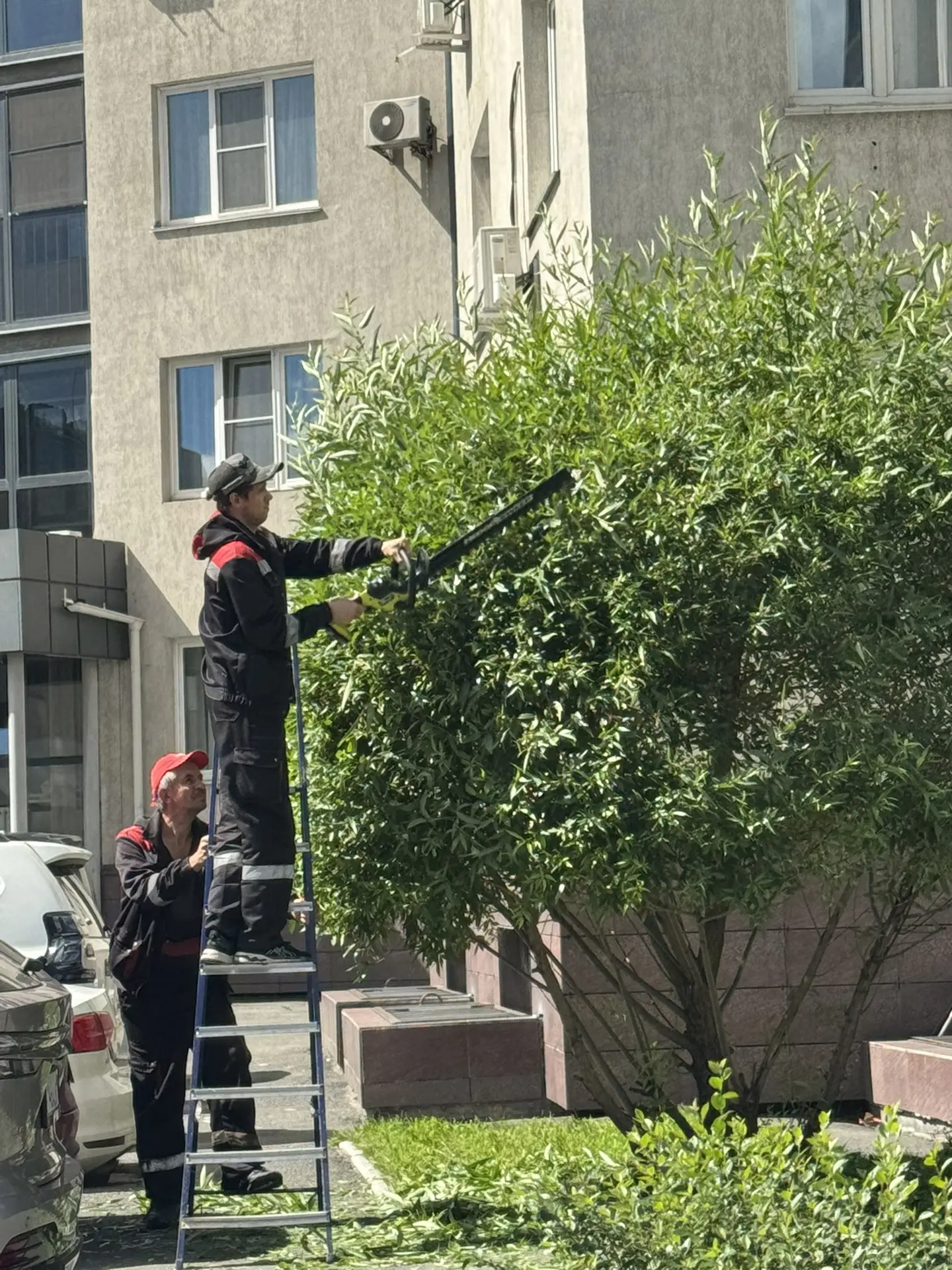 🌳 Дорогие жители микрорайона" Западный Луч"! 🌳