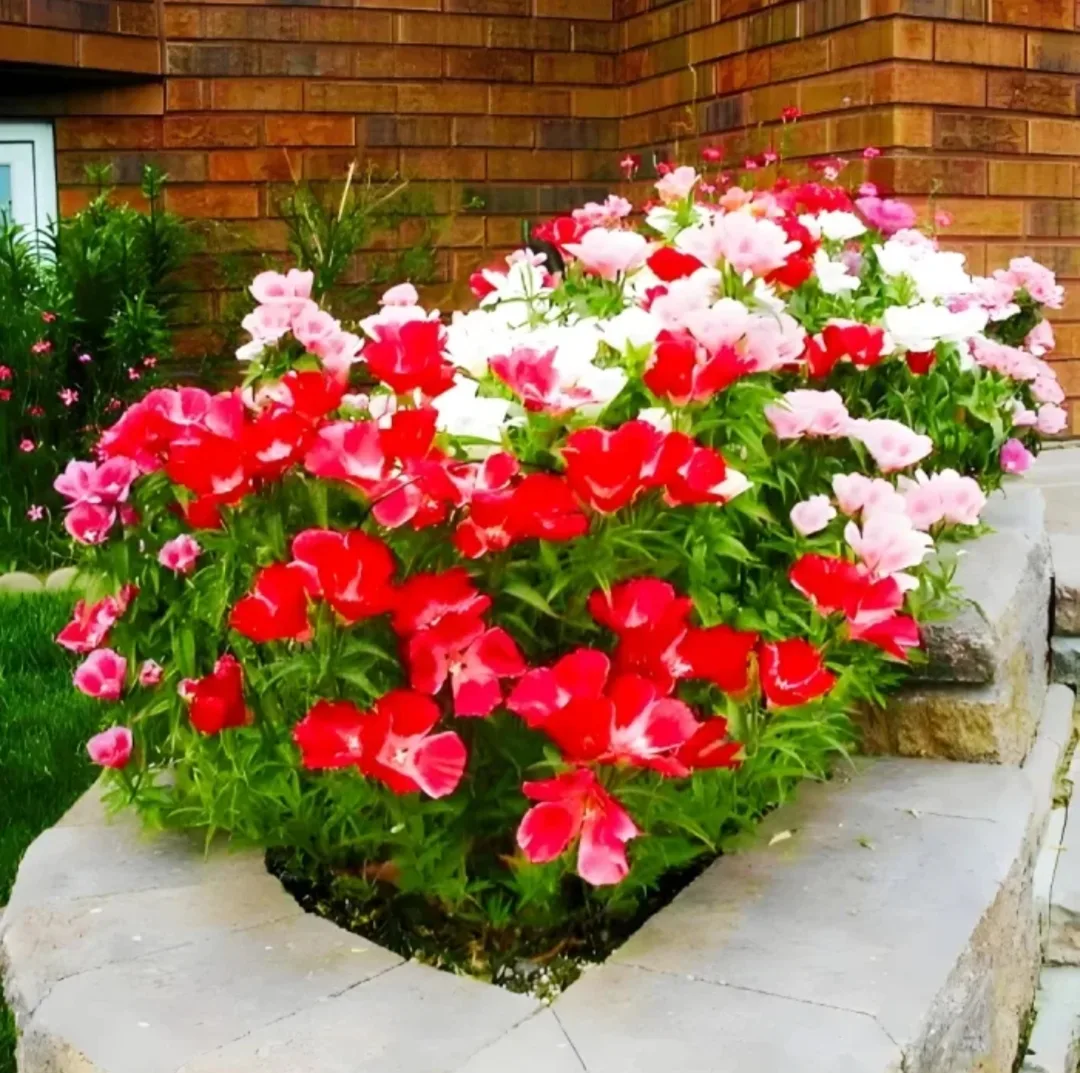 🌼 Июльский сад