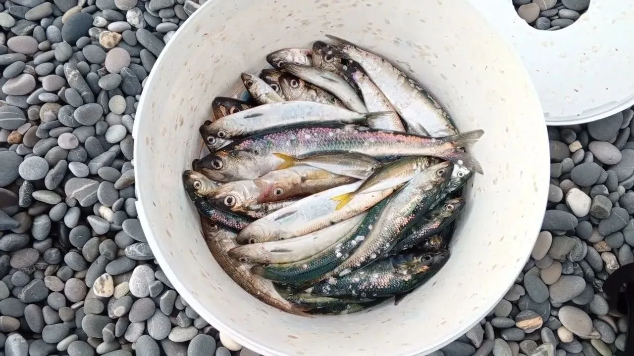 🎣 Ранний клёв селёдки начался у берегов Крыма