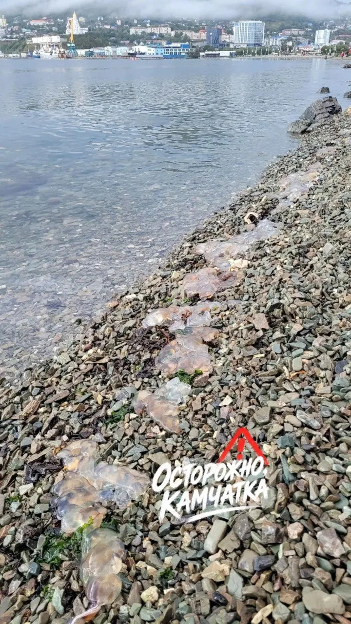 ⚠️ Что случилось на берегу бухты?