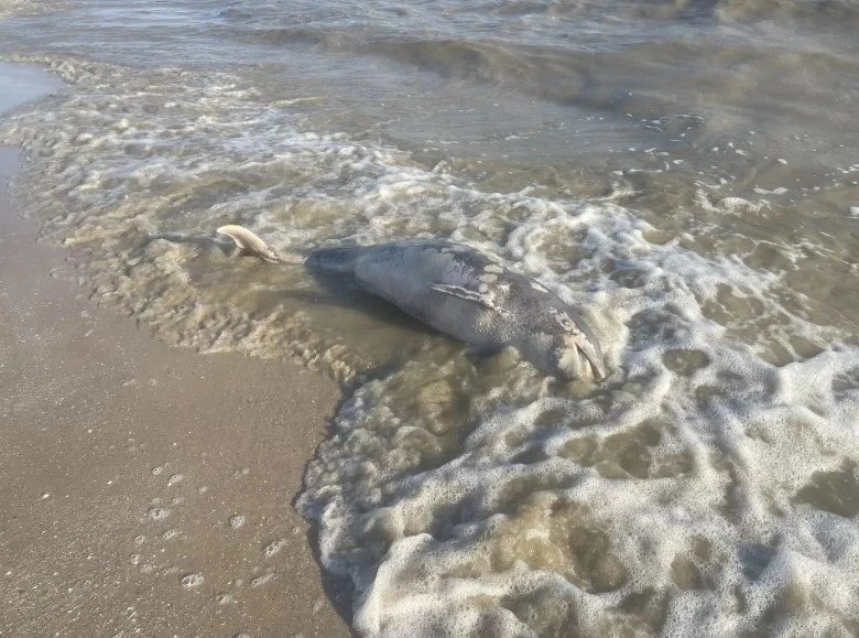 🐬 На пляже Беглицы под Таганрогом нашли мёртвую азовку