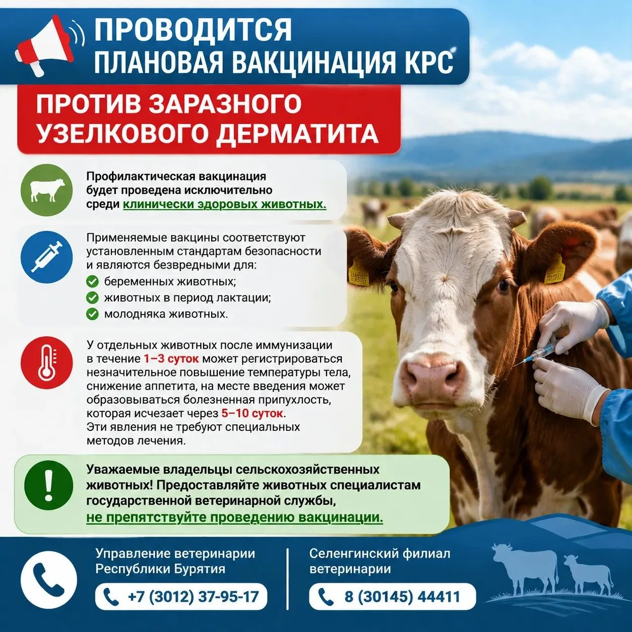 📣 Проводится плановая вакцинация КРС против заразного узелкового дерматита