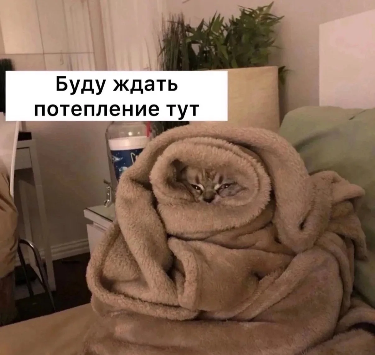🥶 До −2 °C может похолодать ночью в Тульской области