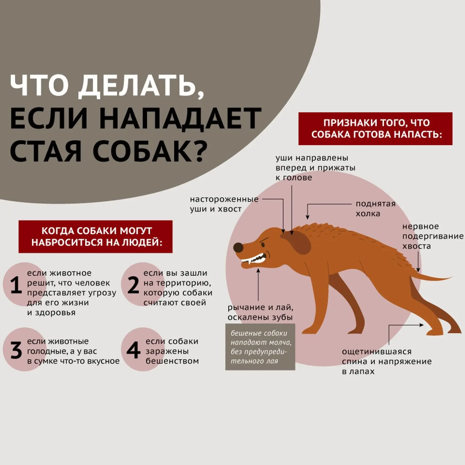 🐾 15 августа – Всемирный день бездомных животных